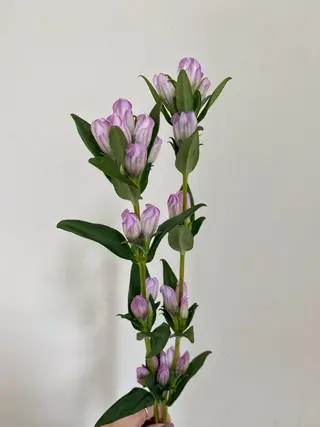 🌻花屋併設🌻濱 幸帆のヘアスタイル