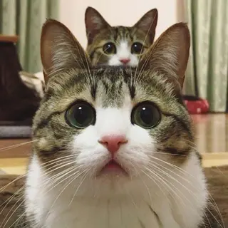 マツエク・マツパ ア メのマツエク・マツパデザイン