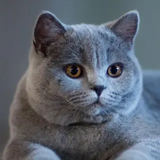 マツエク・マツパ ア メのマツエク・マツパデザイン