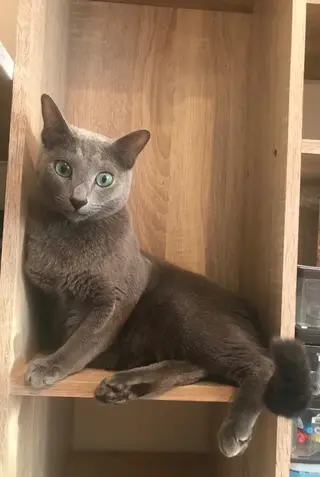 ショート カラー パーマ ヘアアレンジ メンズ キッズ ネイル マツエク・マツパ アイブロウ アニメ,Vオタク× 即効痩せエステサロンのエステ・リラクイメージ