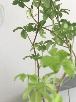 RENsalon大阪 体質改善リトリートのエステ・リラクイメージ