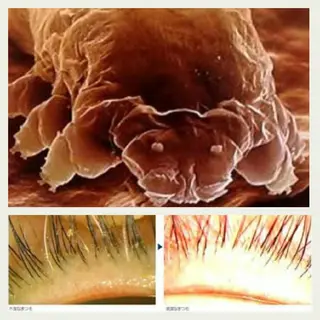 マツエク・マツパ Rouge ・ K  　のマツエク・マツパデザイン