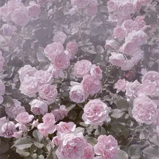 マツエク・マツパ alicetokyo 🦋宮葉🦋のマツエク・マツパデザイン