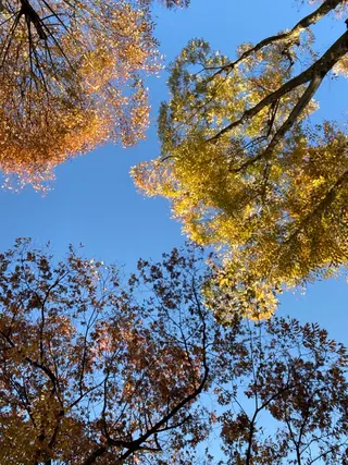 Yu-ka🌼*･ カラーモデル募集❣️のヘアスタイル