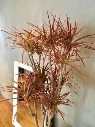 lasPAVILION-ラスパビリオン-所属・las PAVILIONのヘアスタイル