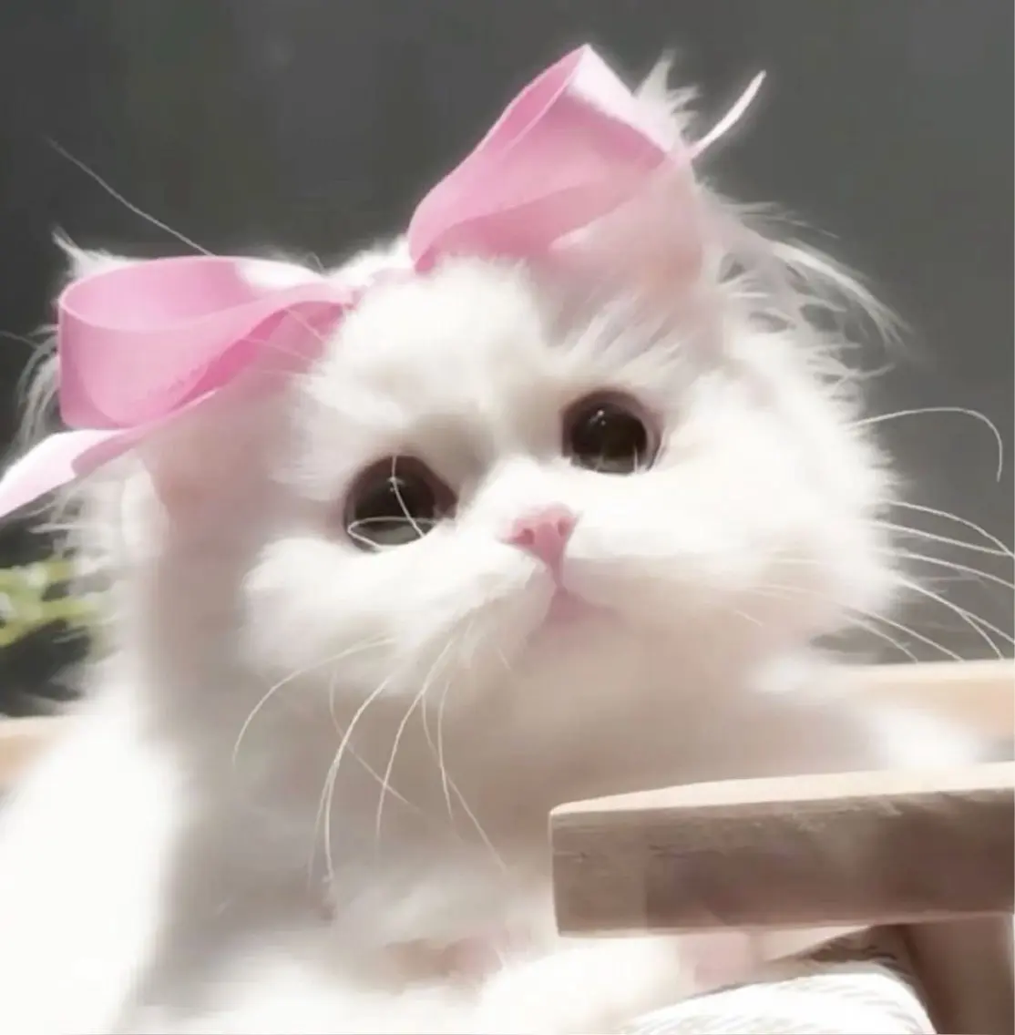 マツエク・マツパ 🎀eyelist. mizuki🐈⬛の眉毛・アイブロウイメージ