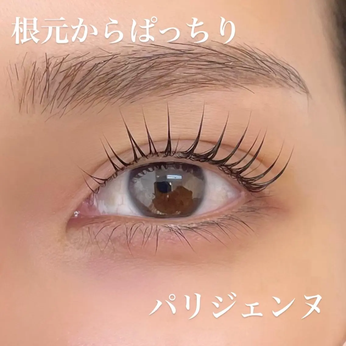 パリジェンヌ＋ブラックティント🖤✨(パリジェンヌ/メーテル/パンダからお選び頂けます。)の写真