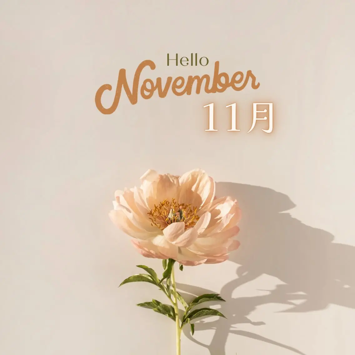 🌟10月限定🌟人気NO.1👑痩身＆うる艶コース✨️13800→7800の写真