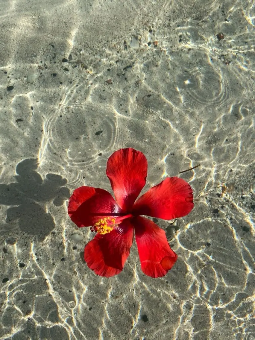 マツエク・マツパ ひなの 🌼のマツエク・マツパデザイン