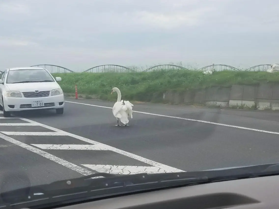 谷 結奈のヘアスタイル