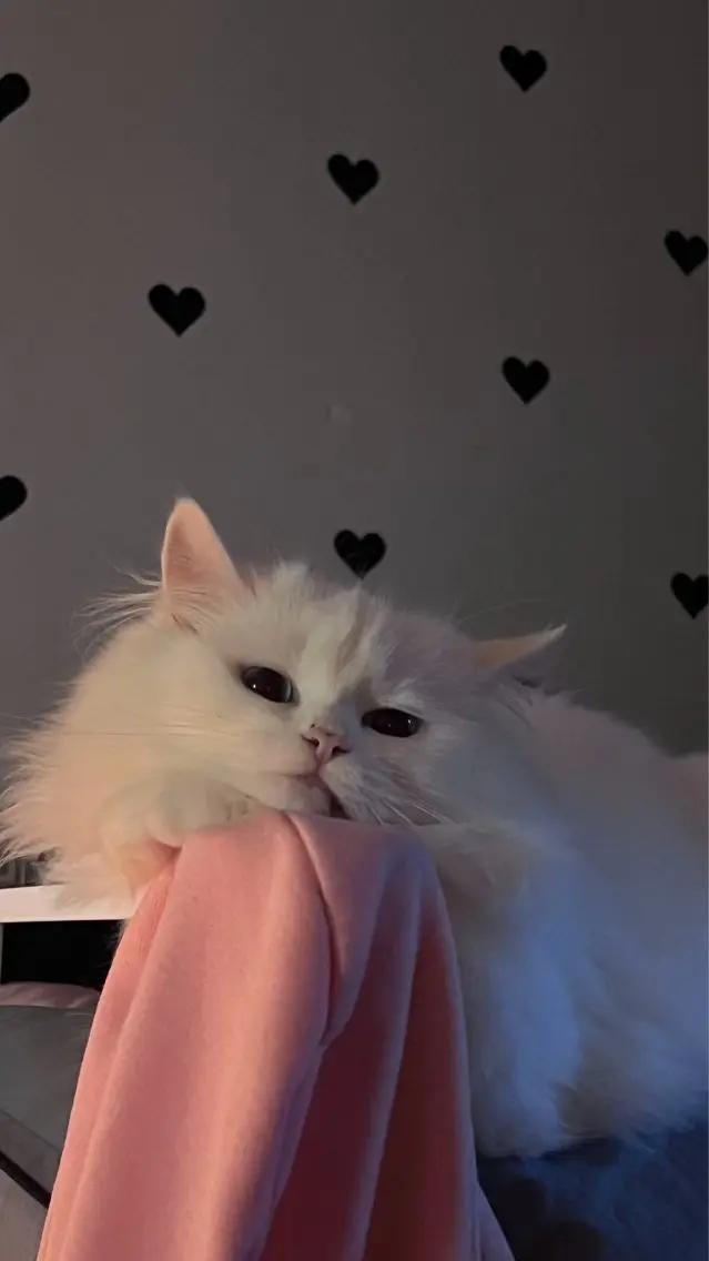 マツエク・マツパ 🎀eyelist. mizuki🐈‍⬛の眉毛・アイブロウイメージ