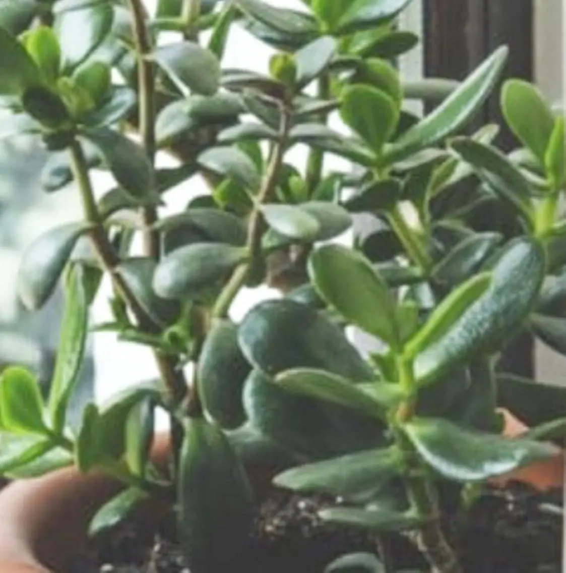 🌱 ま し お 🌱のその他イメージ