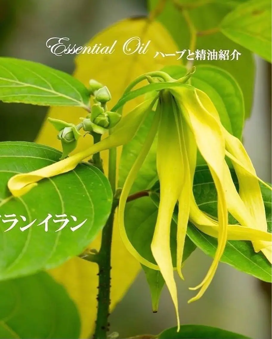 香りの家ローズマリー 🌿アロマリンパのエステ・リラクイメージ