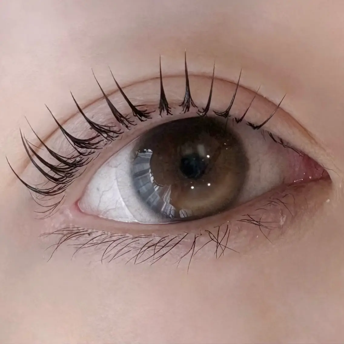 マツエク・マツパ Daisy Lash 今吉🍒🖤のマツエク・マツパデザイン