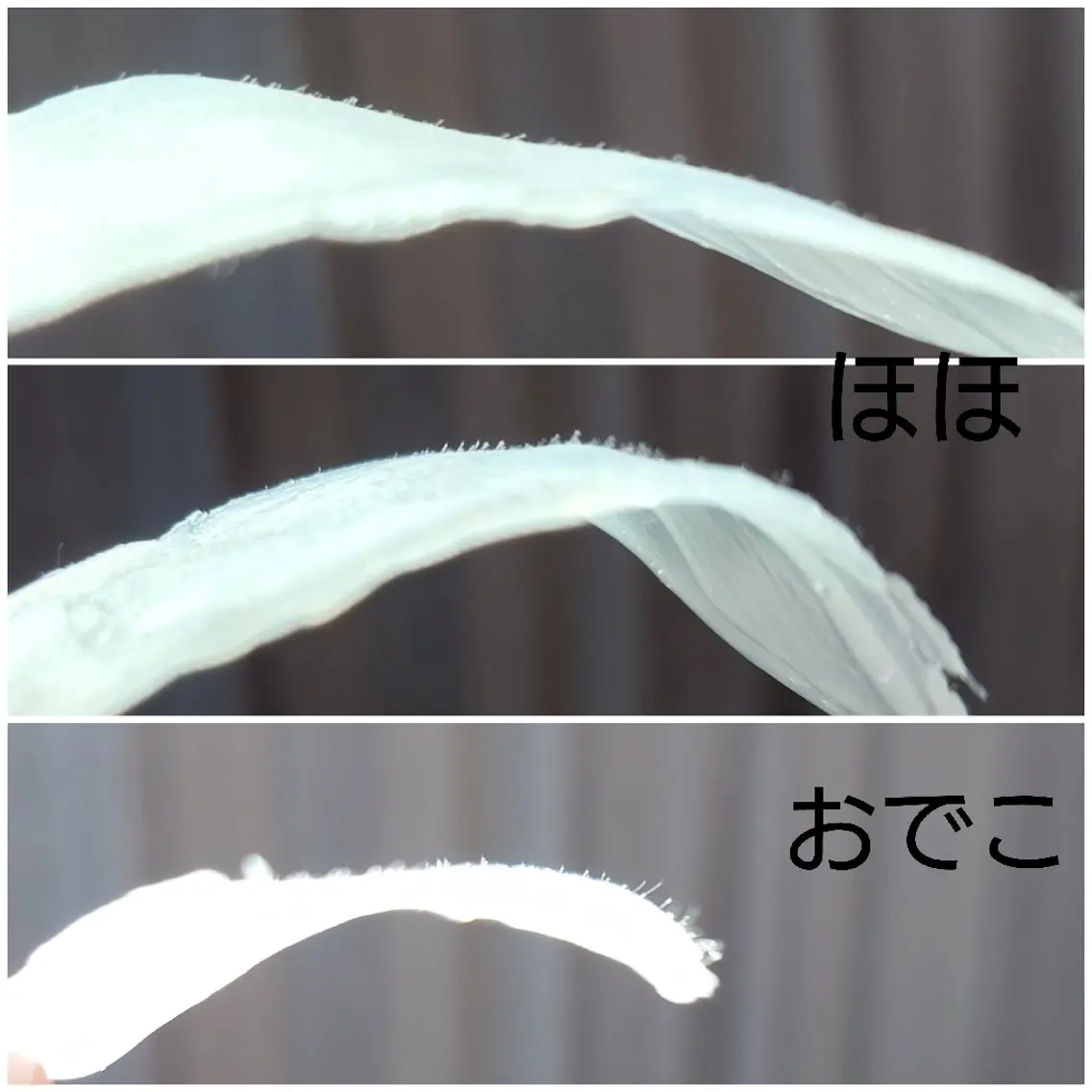 ワックスのお家サロン Rimmelのエステ・リラクイメージ