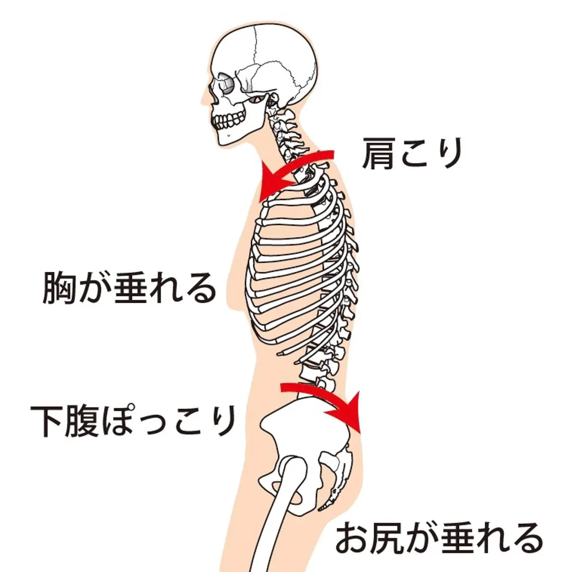 【全身調整&サプリ付き】カイロ全身コース❗️患者様お一人お一人に合った施術や、アフターケアまでを含め全身ケアコース✨の写真
