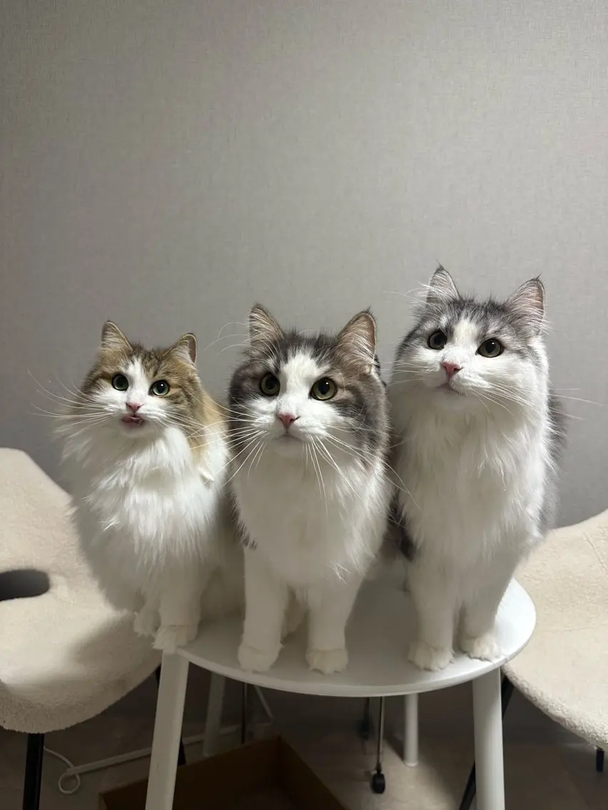 オフのみの写真