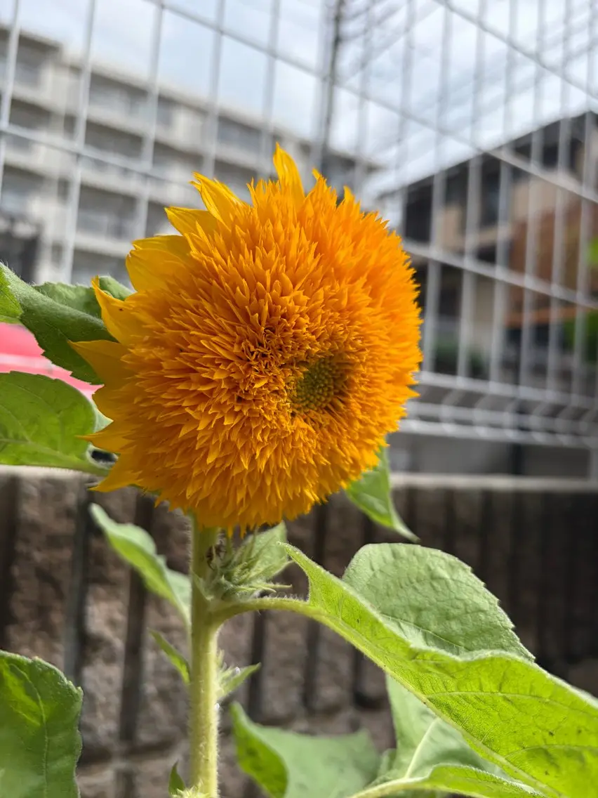 中村 芽衣那のヘアスタイル