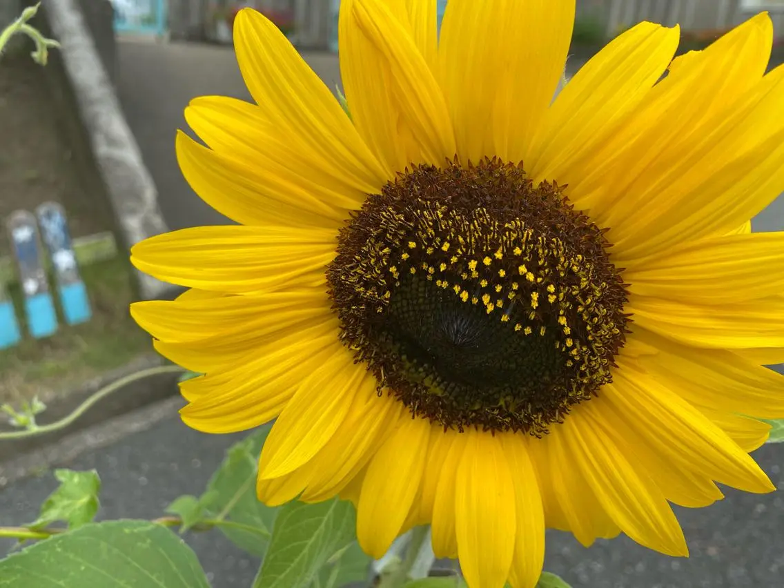 ハンドネイル(ジェル)🌻オフのみの写真
