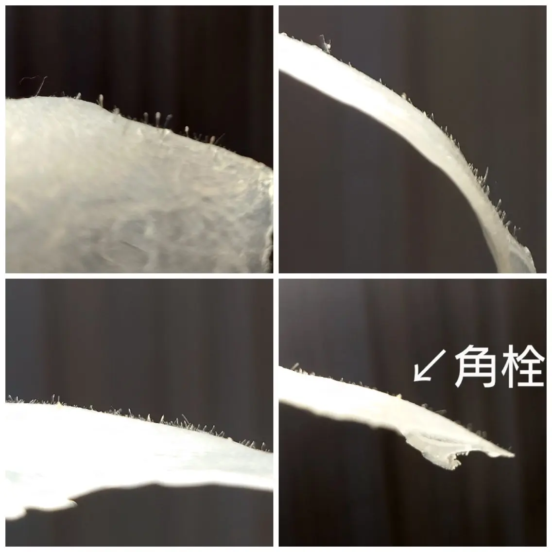 ワックスのお家サロン Rimmelのエステ・リラクイメージ