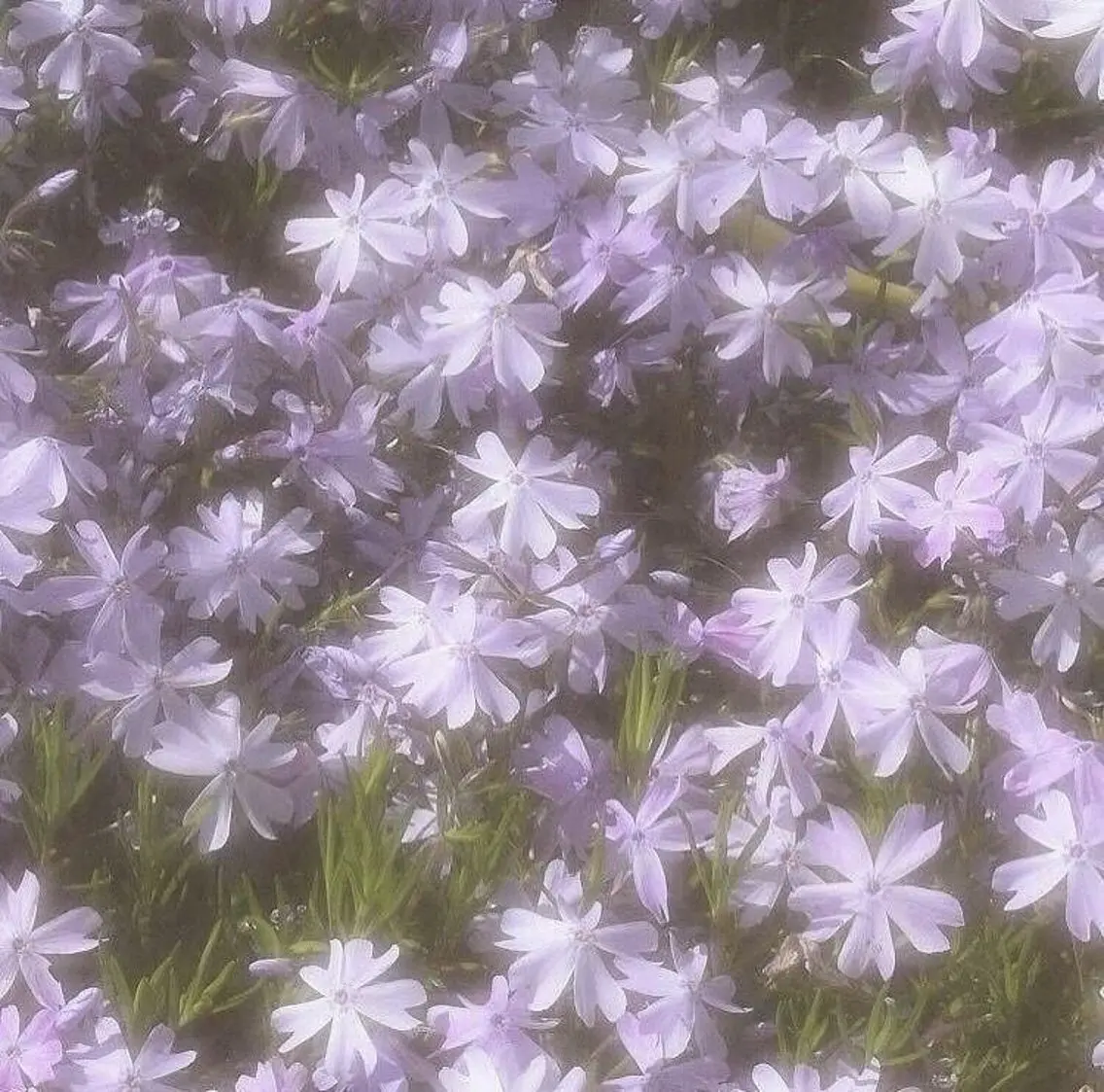 SSINSTUDIO 𝑴𝒊𝒉𝒐🦋のその他イメージ