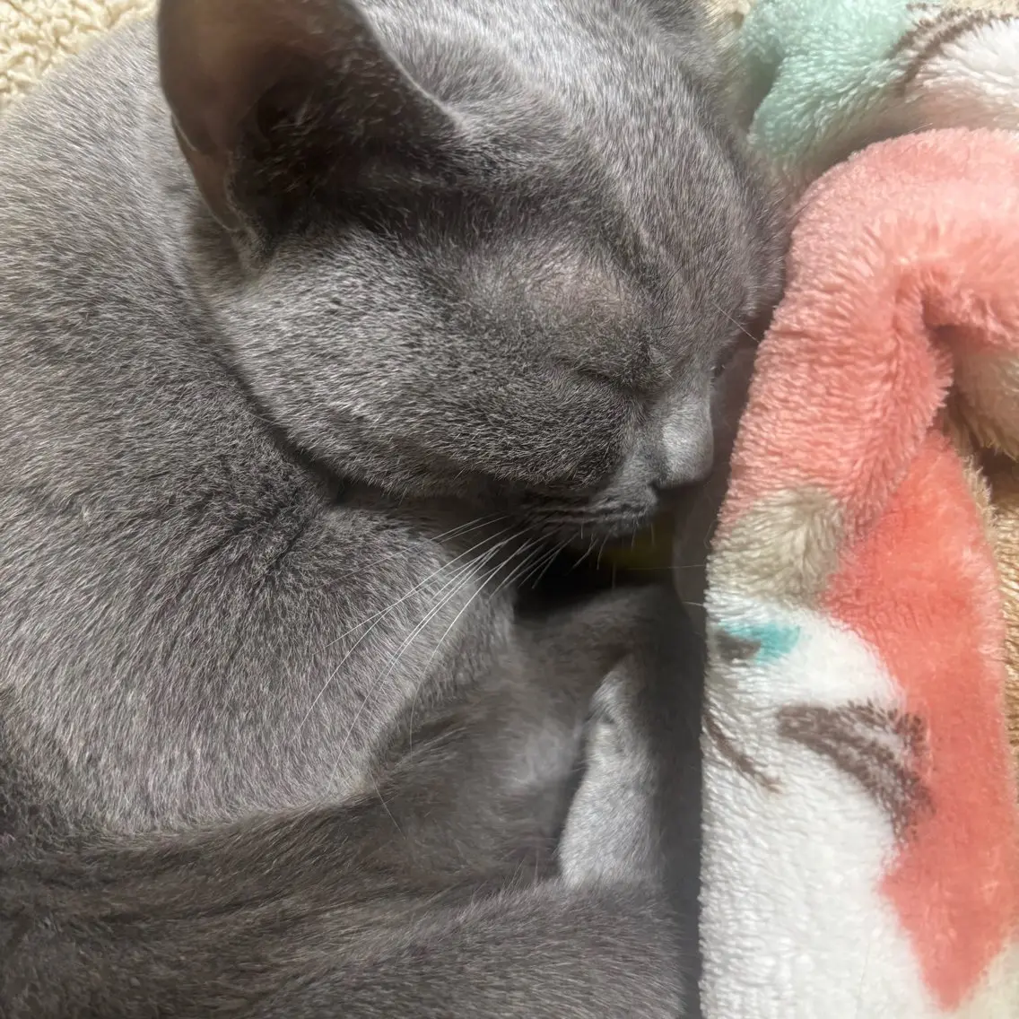 ショートカット限定🐱サラッとまとまるトリートメント付き🌙ショートカットモデル様大募集🫧✂︎🌼の写真