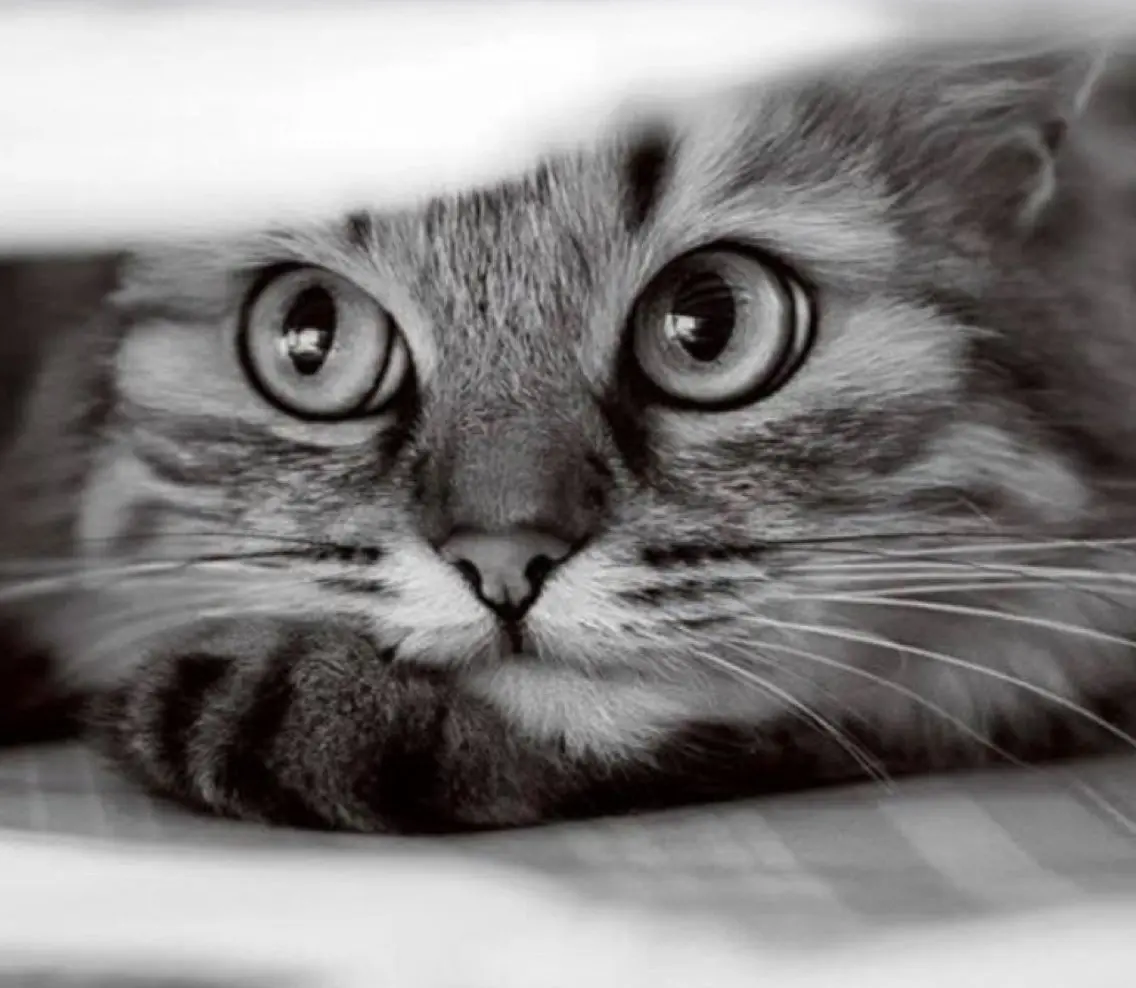 ᴍɪɴᴀ. 🐈⬛のマツエク・マツパデザイン