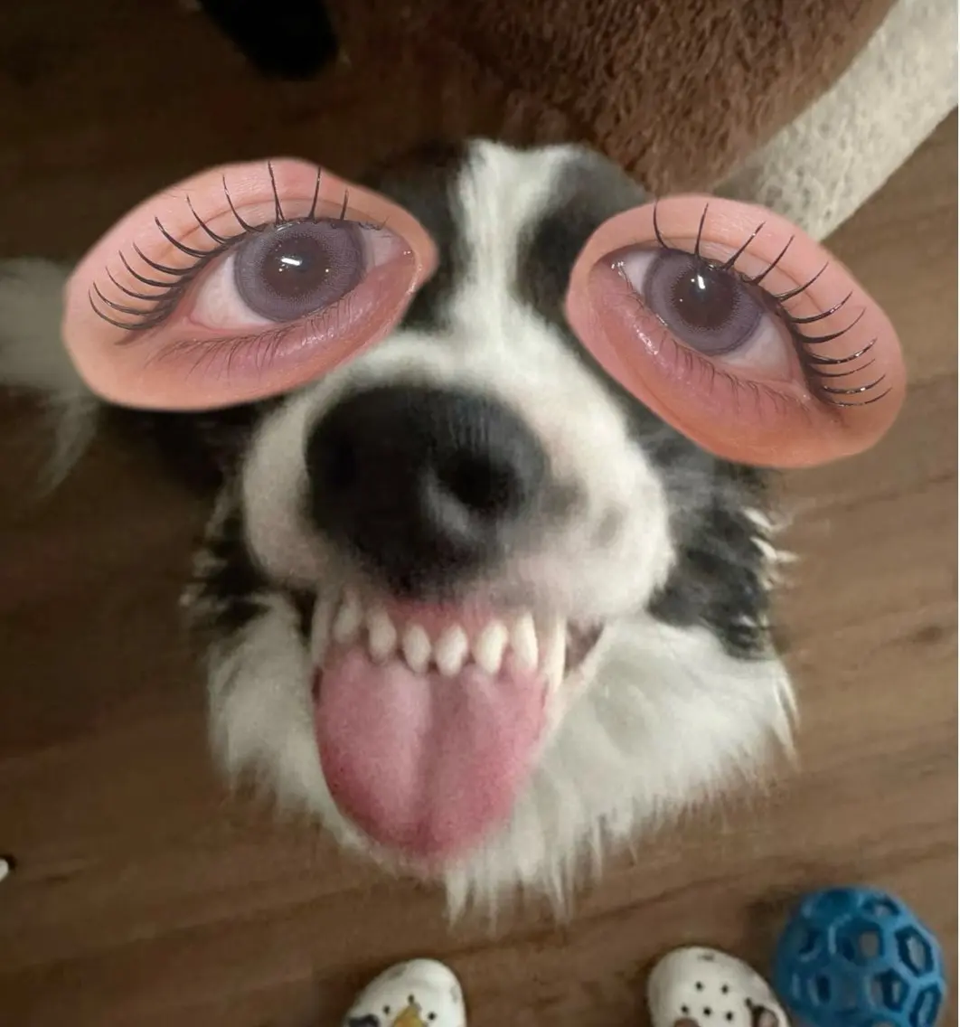 パリエク50本の写真