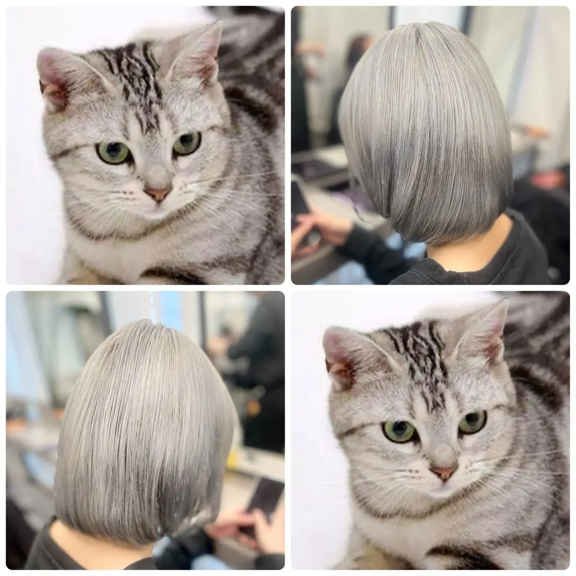 ミディアム カラー シルバー ホワイトシルバー カット ヘアカラー 透明感カラー特化🫧 🦋栗原🦋のヘアスタイル
