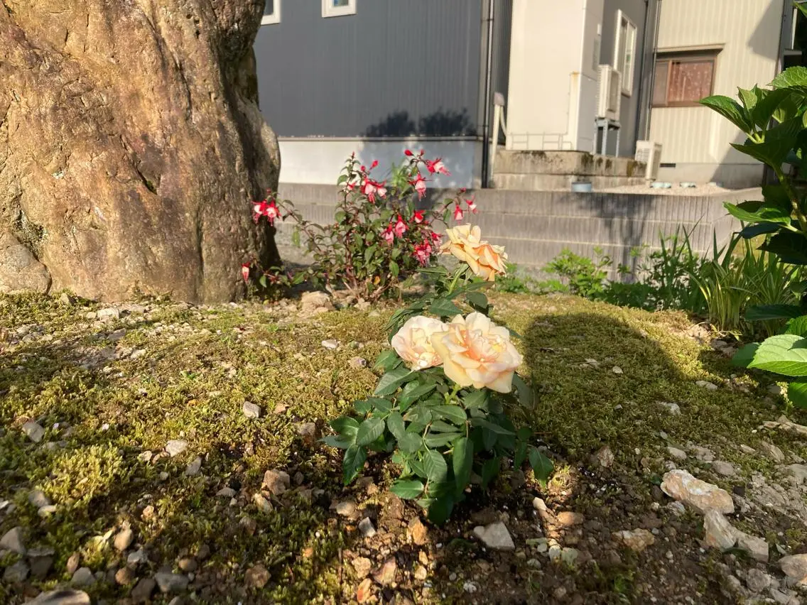 山嵜 まりこのその他イメージ