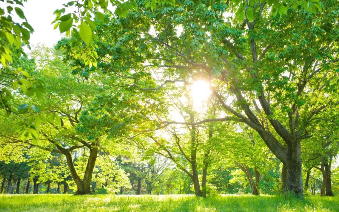 香りの家ローズマリー 🌿アロマリンパのエステ・リラクイメージ