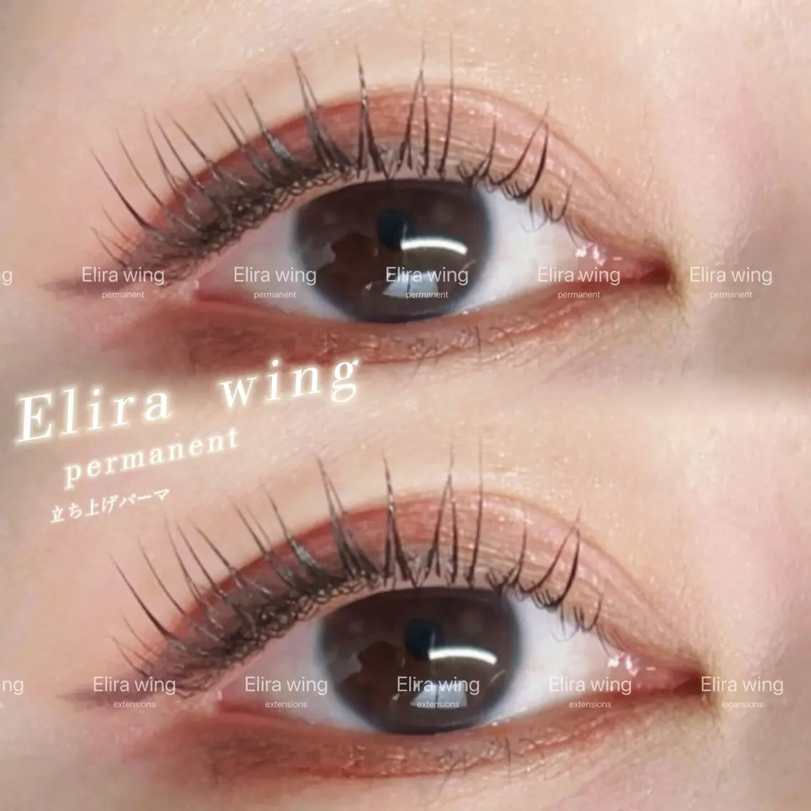 マツエク・マツパ まつげパーマ Elira wingのマツエク・マツパデザイン