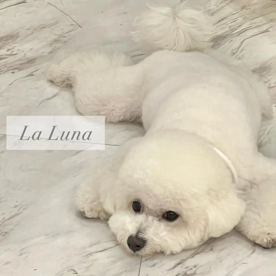 LaLuna🌙 Natsukiのネイルデザイン