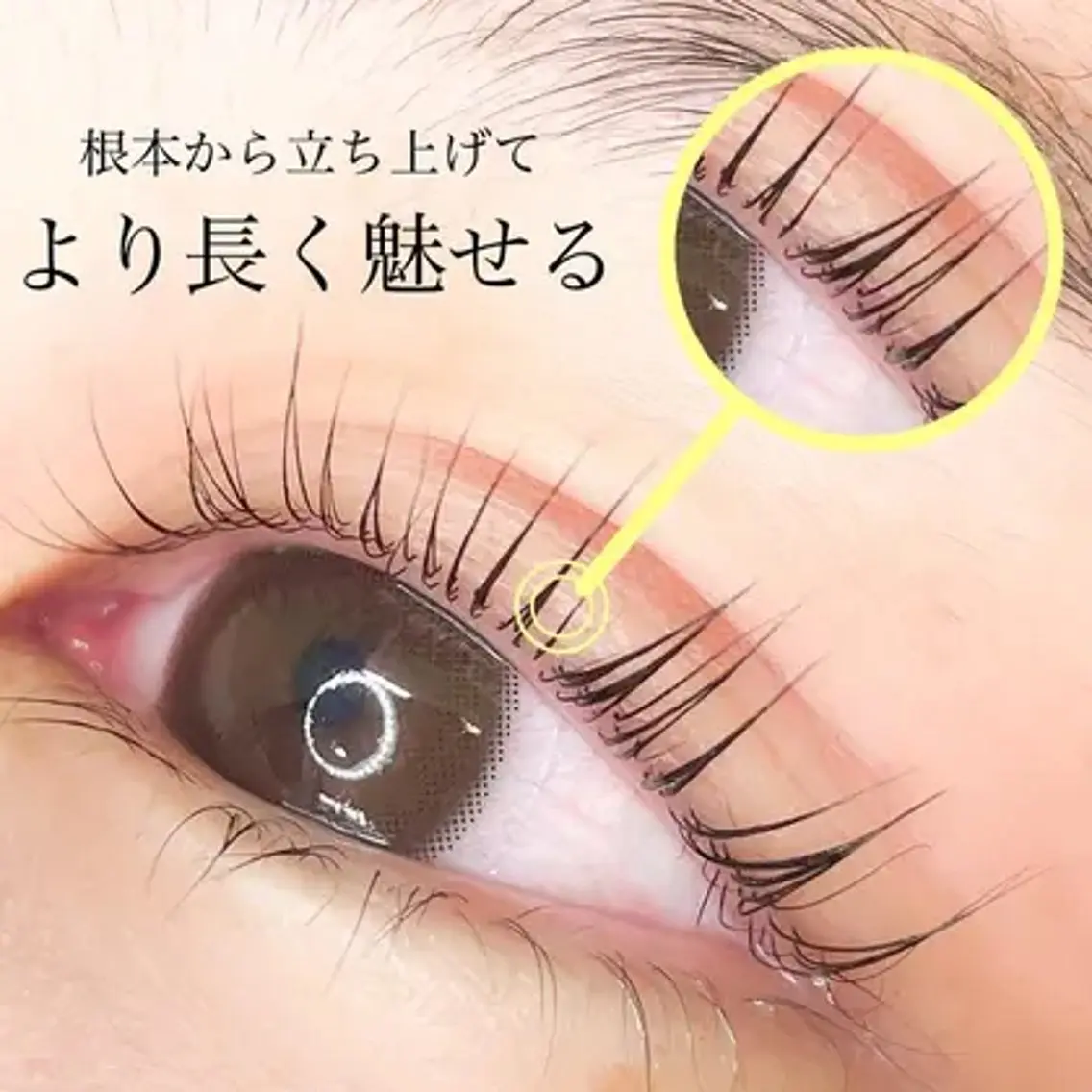 根本から立ち上げ＊ラッシュリフトの写真