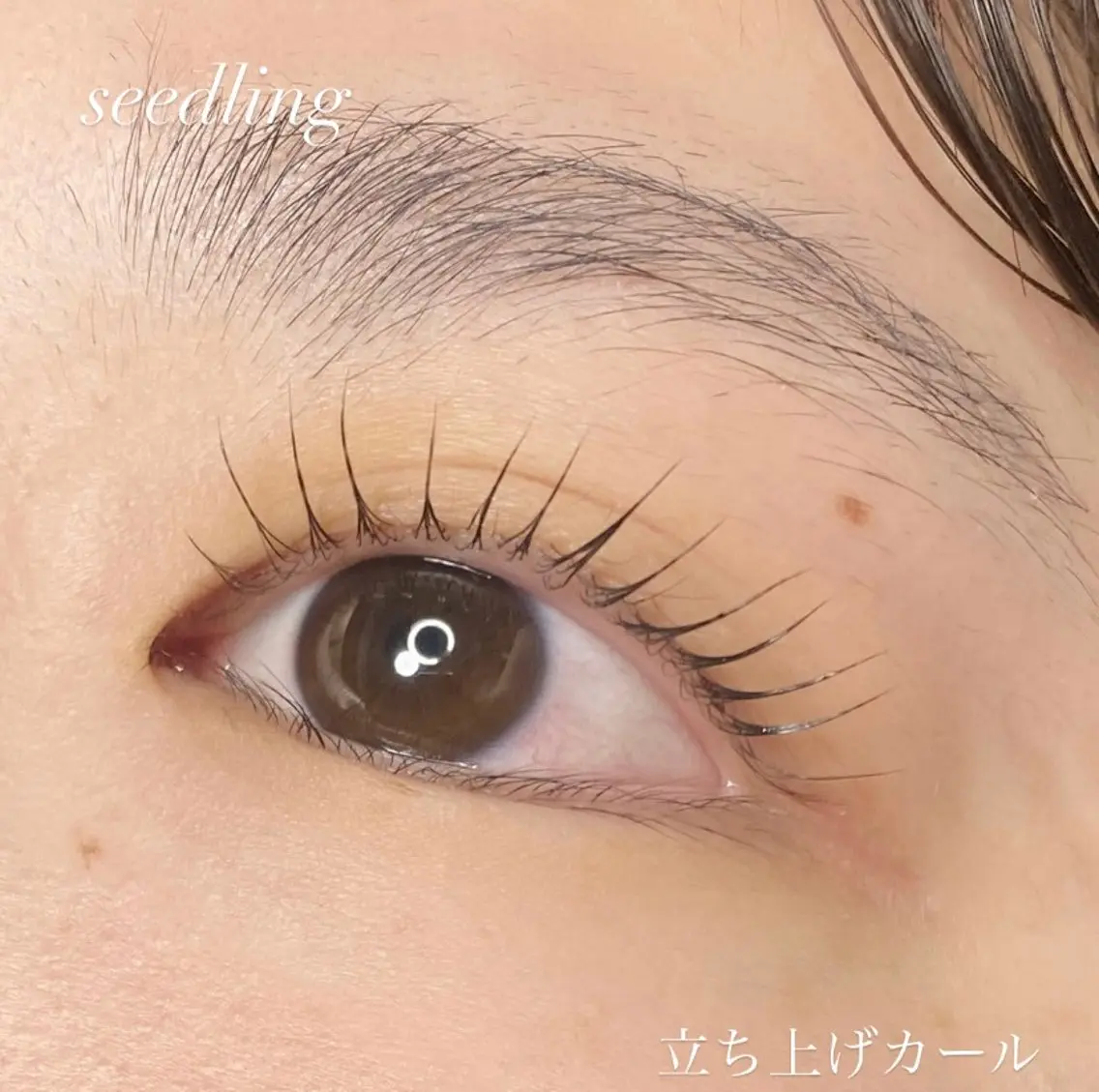 マツエク・マツパ マツパ シードリン 府内店 杉田のマツエク・マツパデザイン
