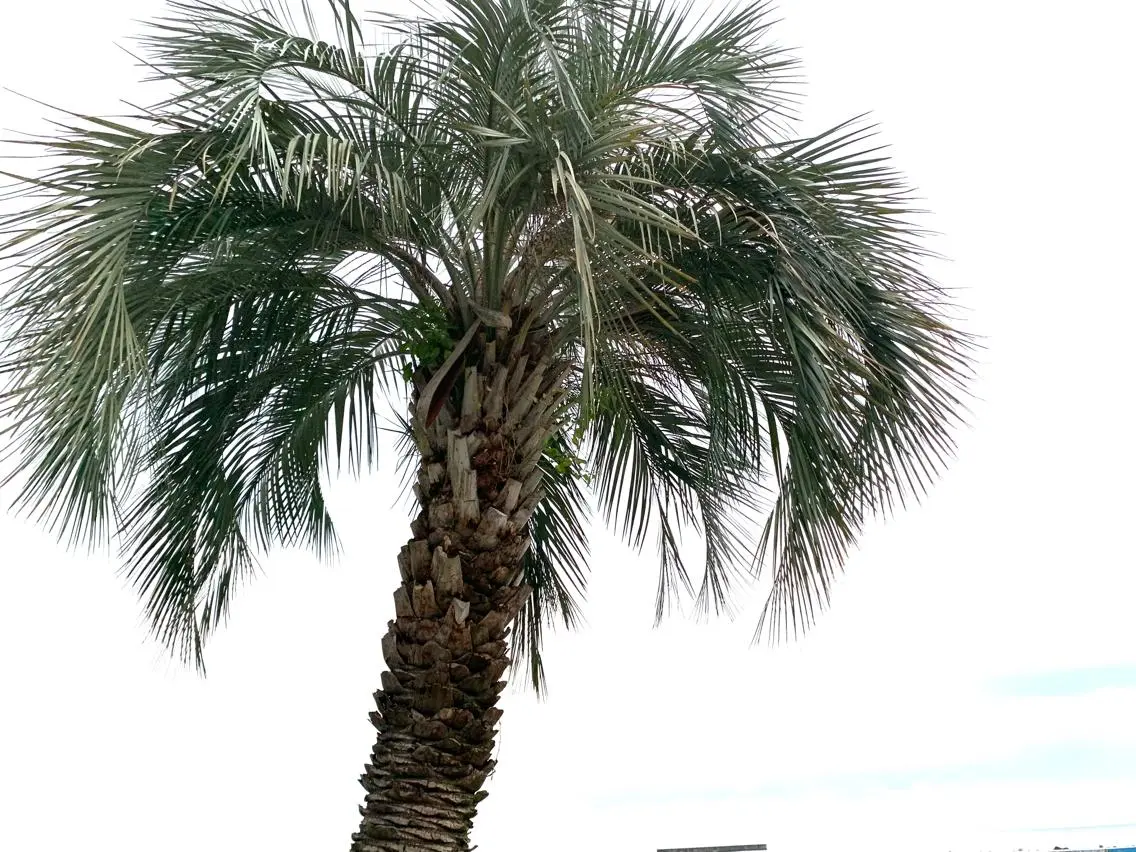 𝐘𝐎𝐒𝐇𝐈 𝐌𝐈🌞🏝のマツエク・マツパデザイン