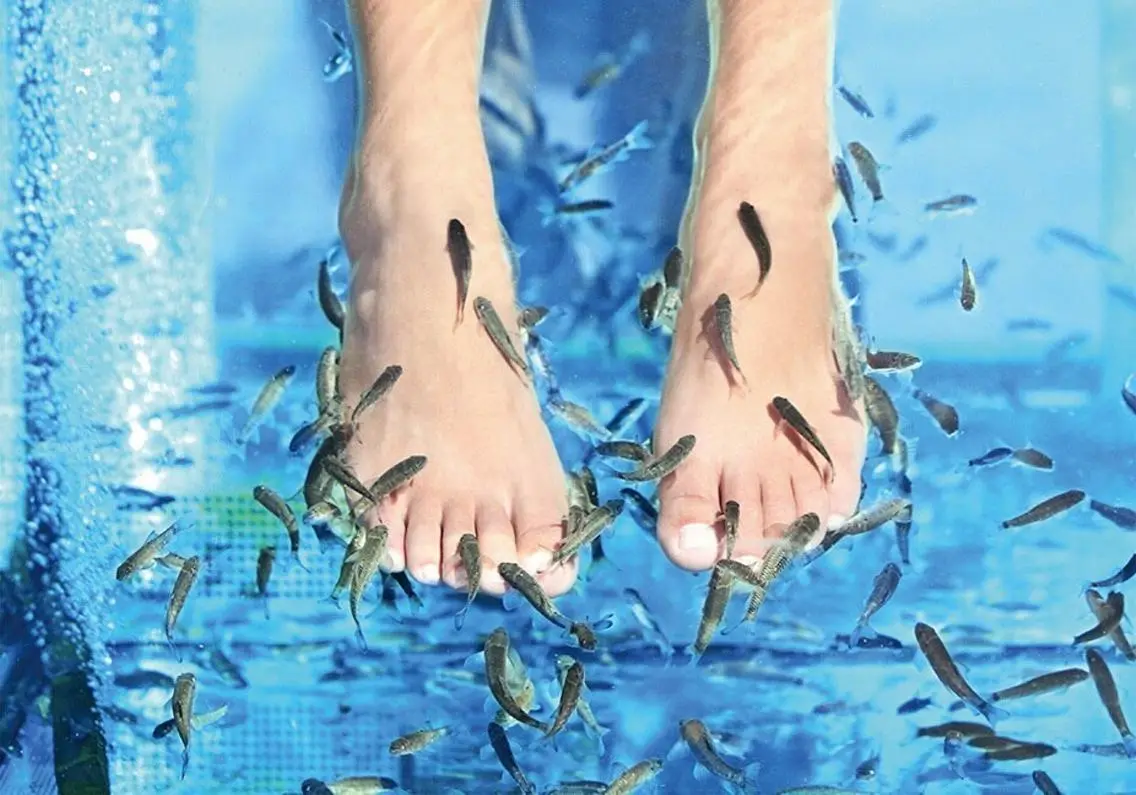 【Fish】足角質を食べるフィッシュ体験の写真