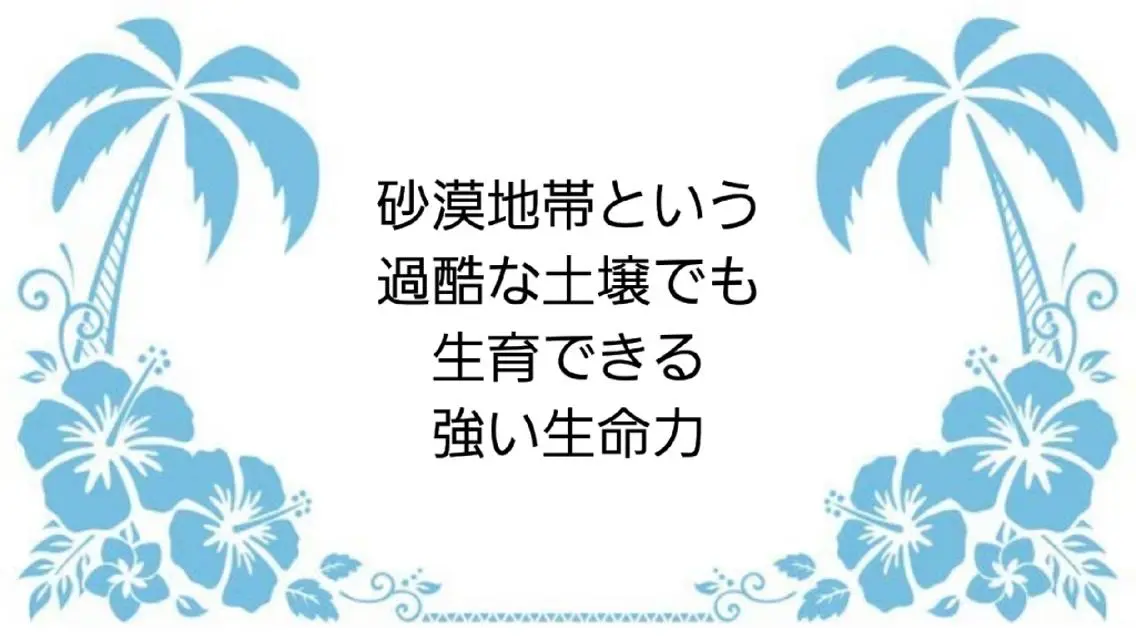 MAHINA 🌺KAYO🌺のエステ・リラクイメージ
