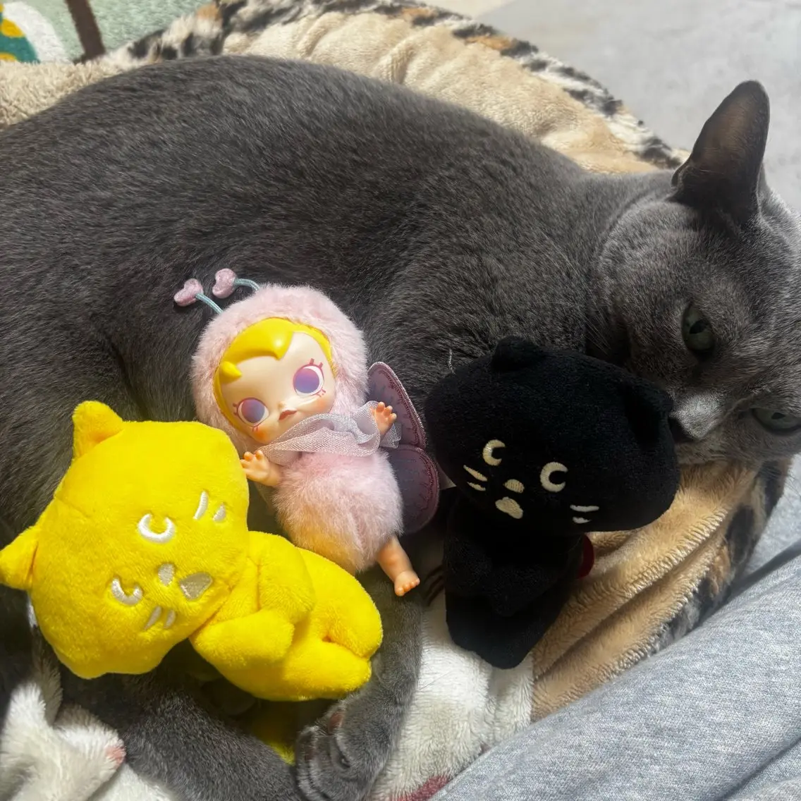 ショート カラー ソイ 🐈‍⬛💛🫧のヘアスタイル