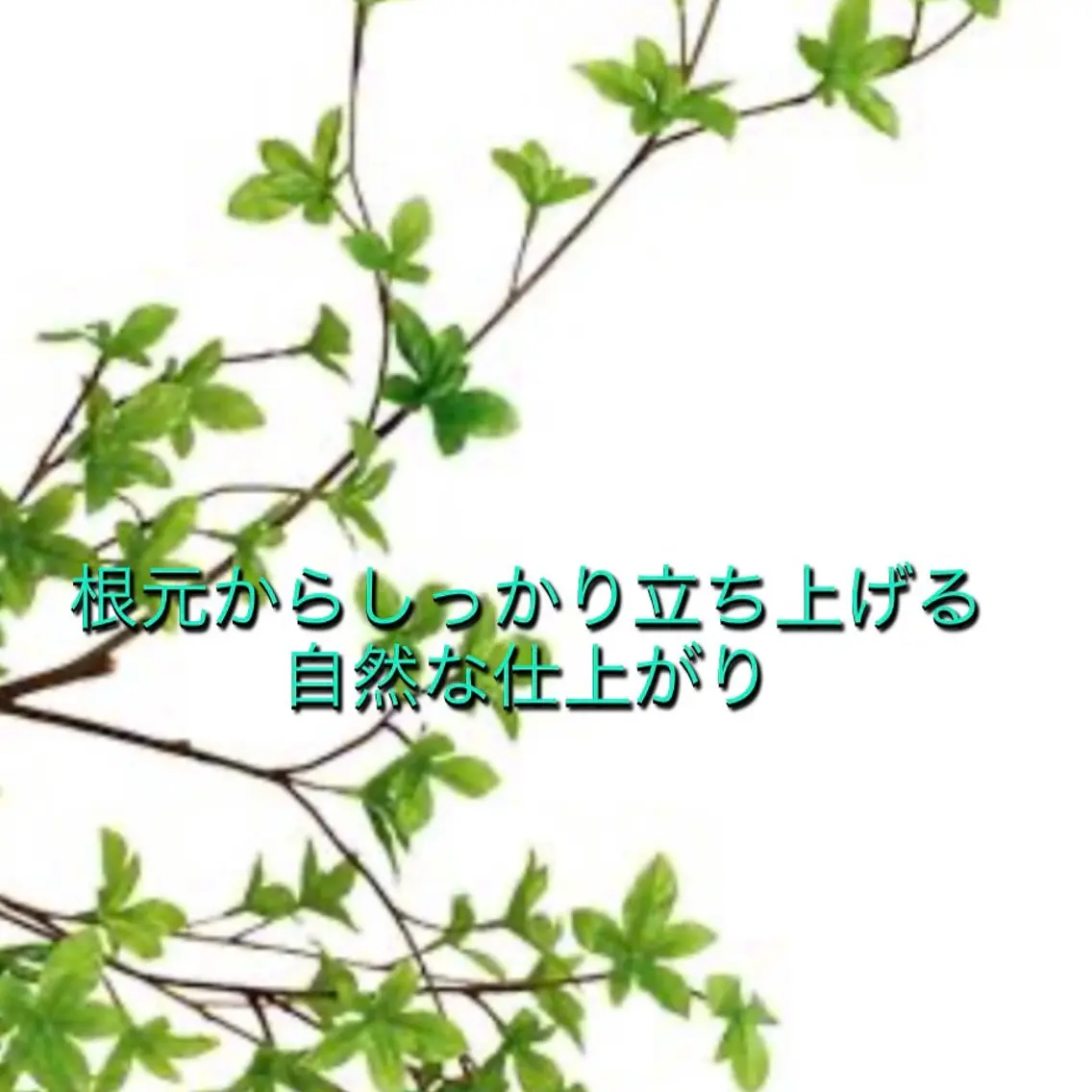 マツエク・マツパ CORE TBのマツエク・マツパデザイン