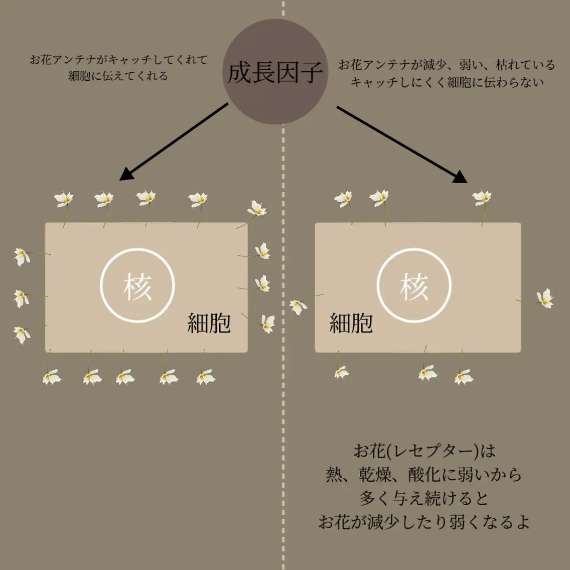 エステ リラク lymph care 'Welnəsのエステ・リラクイメージ