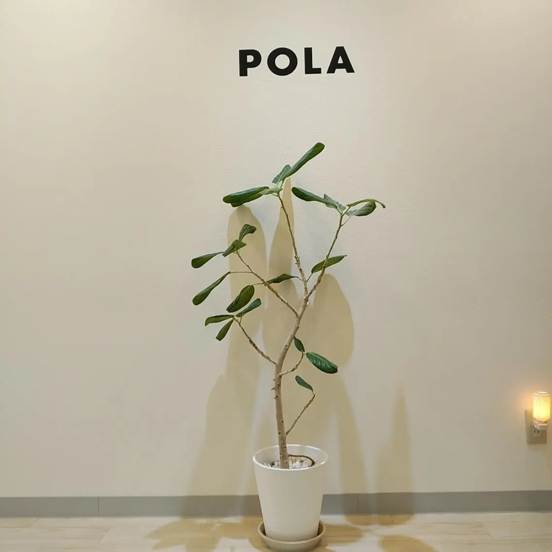 POLAルシアスビル 　髙宗のエステ・リラクイメージ