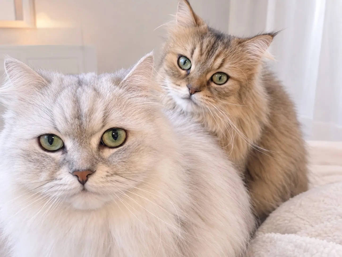 ねこ好きの為のNail Salon Le Dali Deux 東銀座店の内観・外観2
