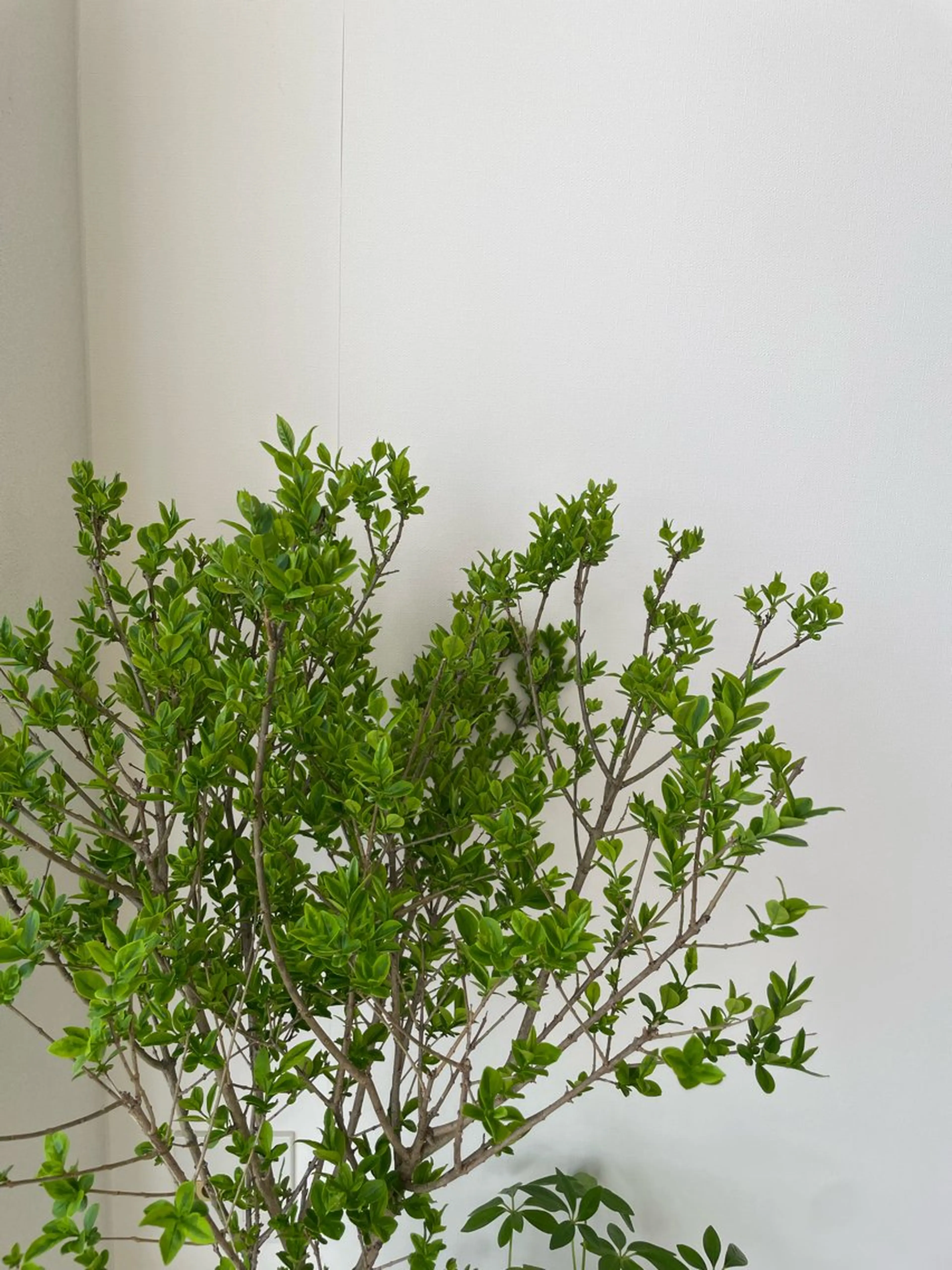 アイブロウ マツパ eyan _kco 西宮/甲子園口のマツエク・マツパデザイン