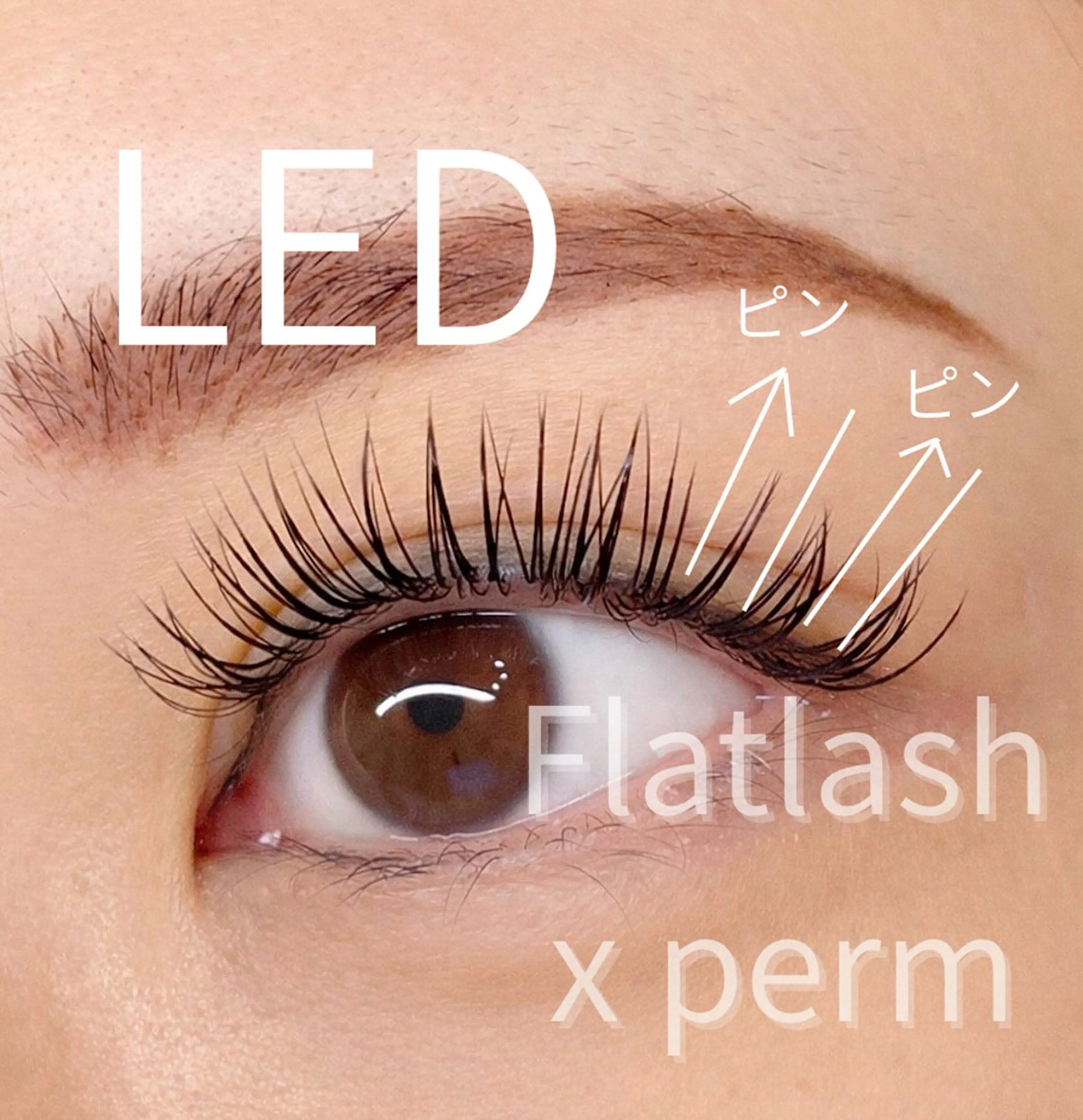 LED ダブルフラット160本(両目80束)✖️アンドヘルシーの写真