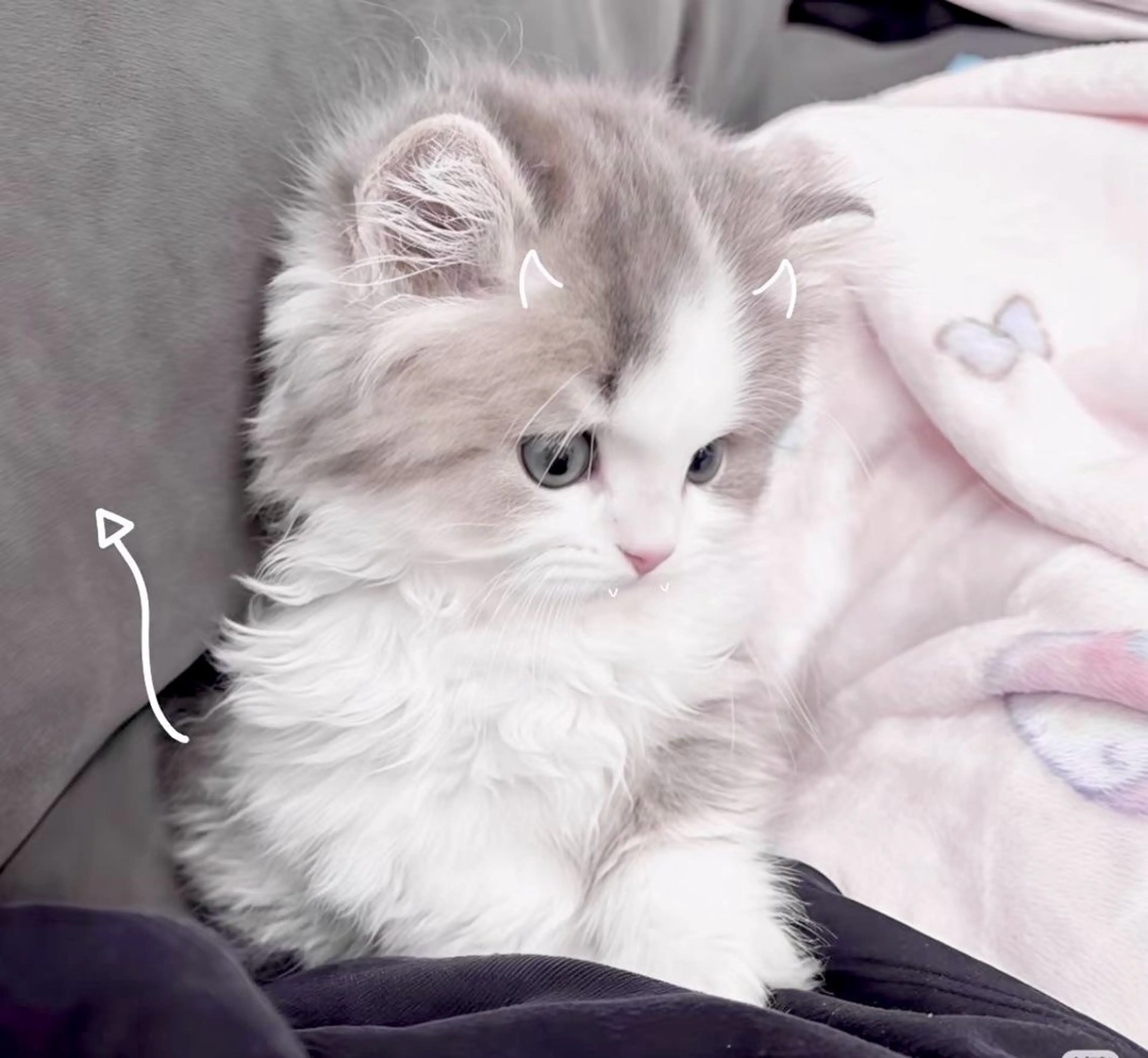 マツエク・マツパ 🎀eyelist. mizuki🐈‍⬛の眉毛・アイブロウイメージ