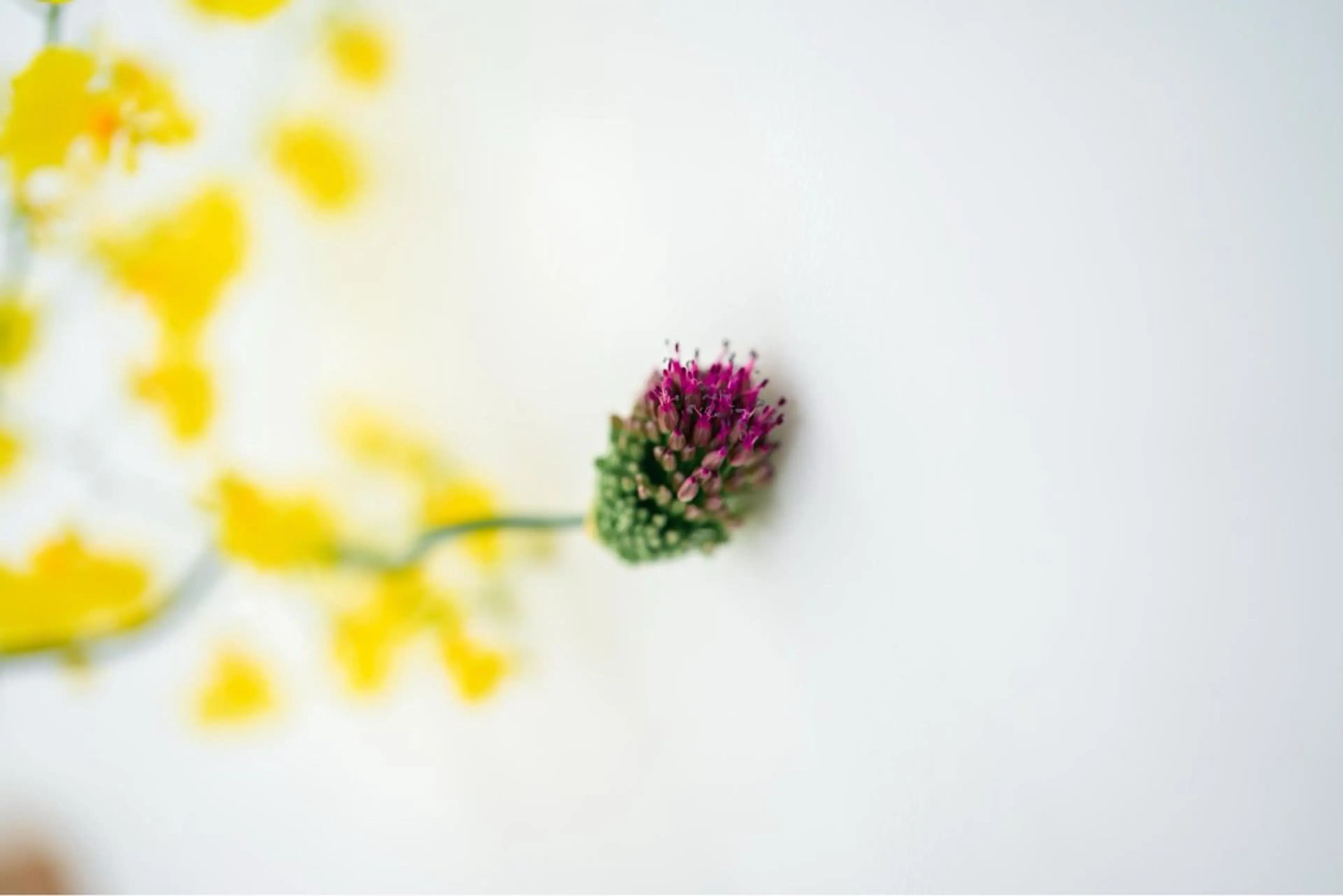 カラー 髙井 麻帆のヘアスタイル