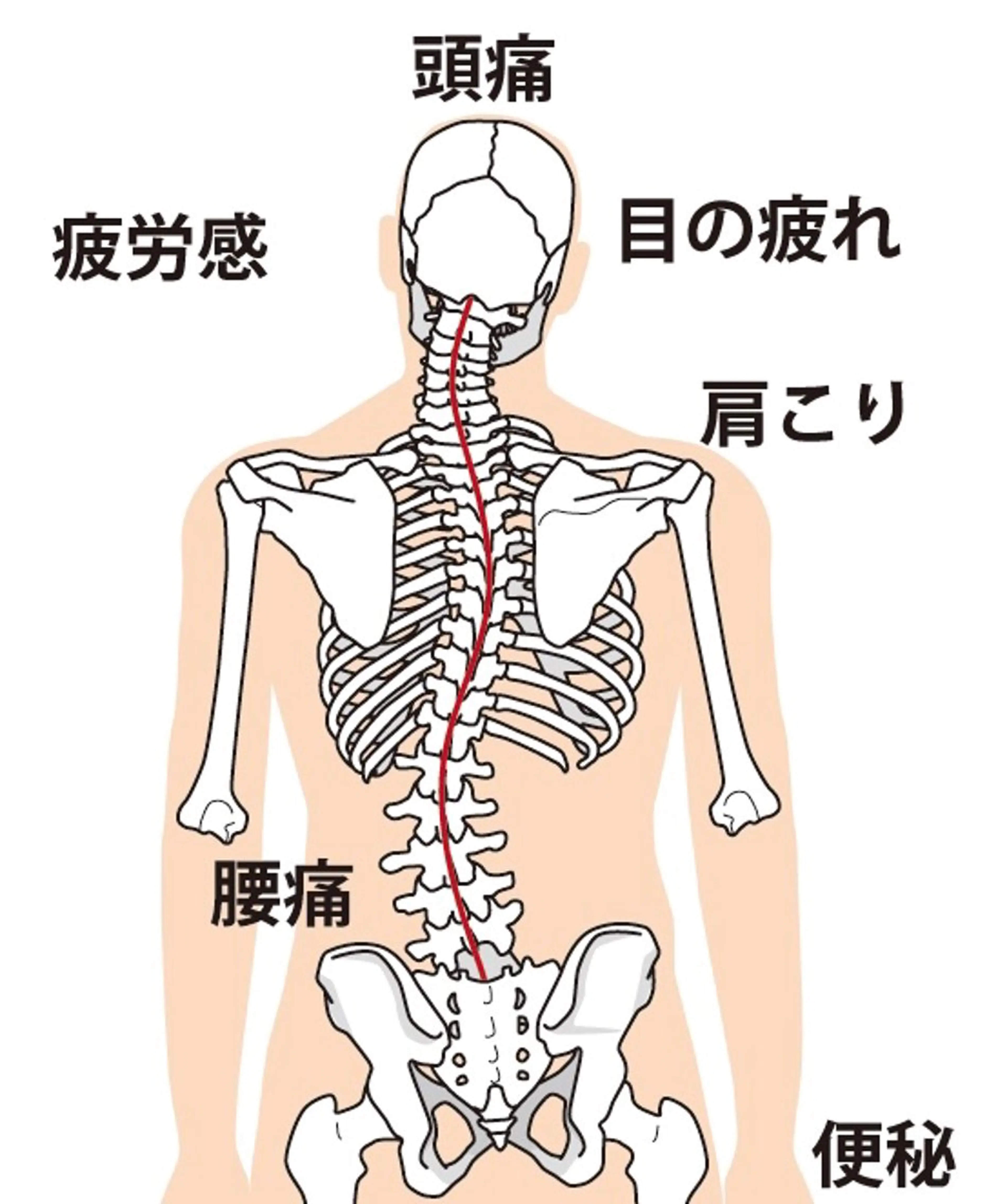 【迷ったらこれ！とりあえず全部コース】AIによる姿勢診断や、骨盤調整とサプリサービス❗️猫背、腰痛、肩こりなどの写真