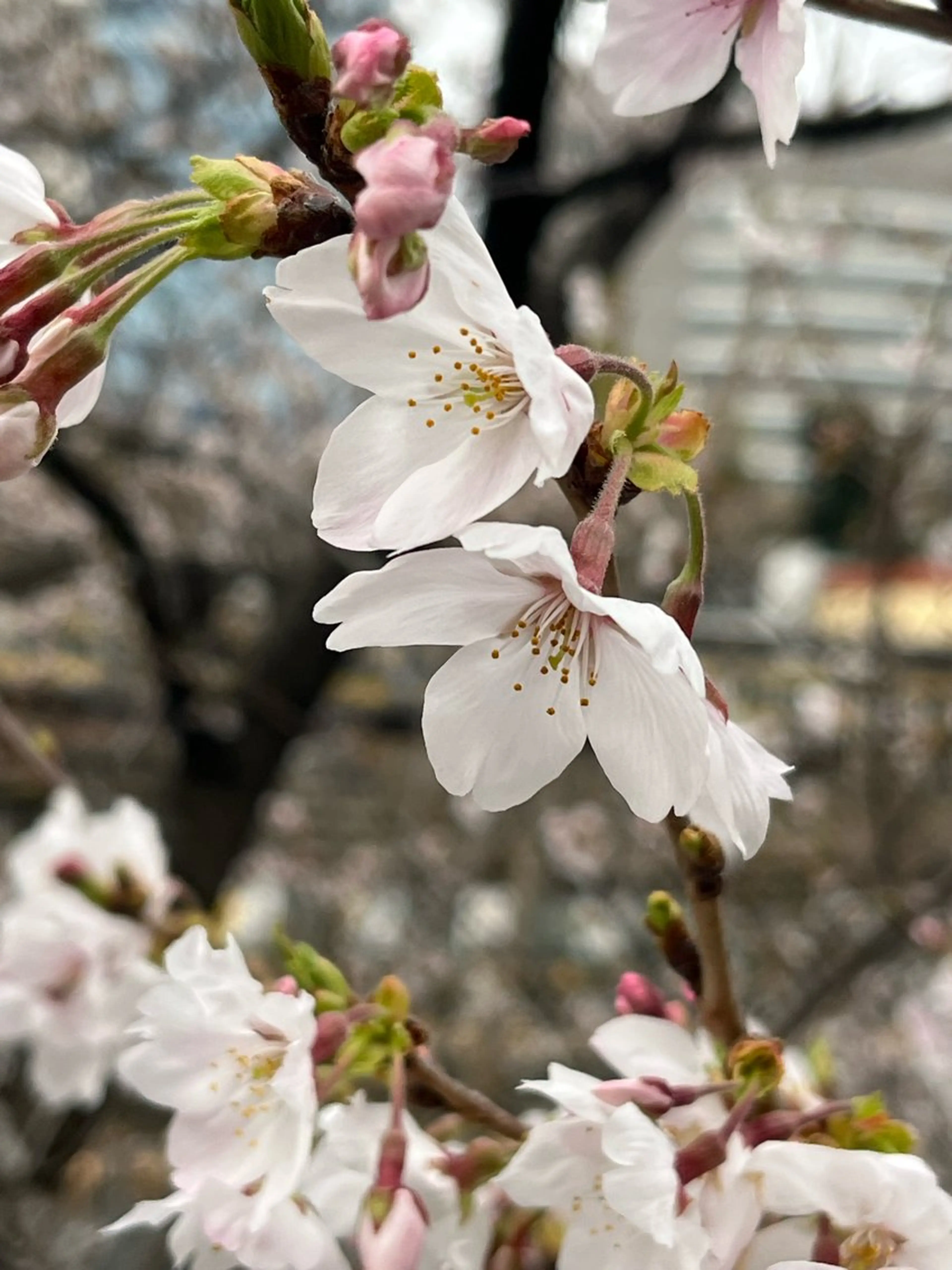 小鴨 美佳のヘアスタイル