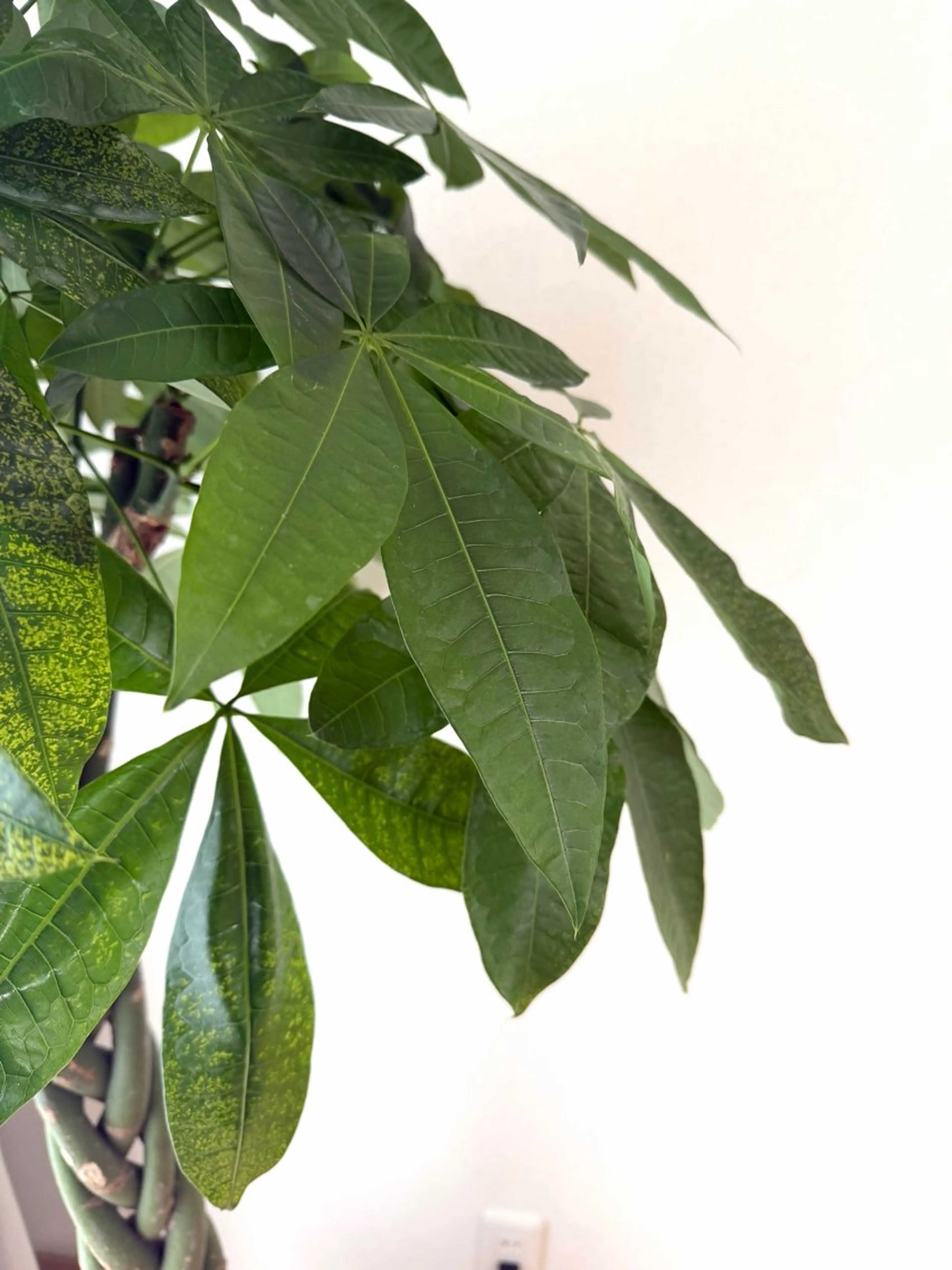 マツエク・マツパ REBYNA 見石店のマツエク・マツパデザイン